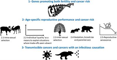 Cancer Susceptibility as a Cost of Reproduction and Contributor to Life History Evolution